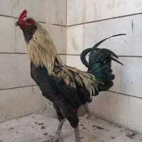 خروس دورگ اشامو