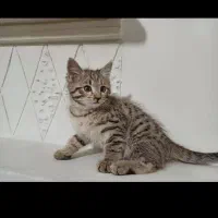 واگذاری گربه|گربه|قروه, |دیوار