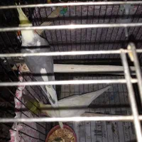 عروس هلندی مولد|پرنده|فرخ‌شهر, |دیوار