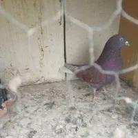 همه عالی به شرط گرفتنی هستن|پرنده|تهران, هاشمی|دیوار