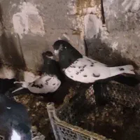 سینه سیاه ب ضمانت تخم و جوجه