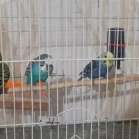 فروش مرغ عشق