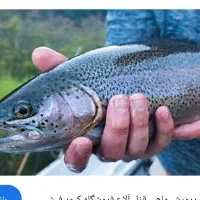 ماهی غزل آلا تازه مهریز