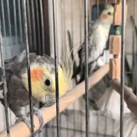 دو عدد عروس هلندی با قفس و وسایل بازی