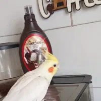 عروس هلندی (فندوق)سخنگو و دستی