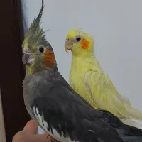 طوطی عروس جفت و مولد و سخنگو