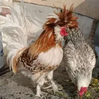 خروس لهستانی ومرغ تخم کن