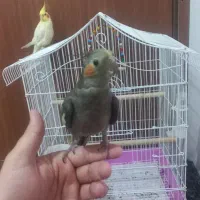 عروس هلندی|پرنده|املش, |دیوار