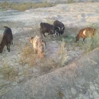 مقداری بز و میش