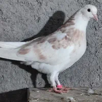 کفتر پرشی درجه 1