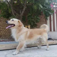 سگ اشپیتز مفقود شده