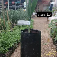 نخل کشت و بافت شرکت رعنا کرج|خدمات باغبانی و درختکاری|لامرد, |دیوار