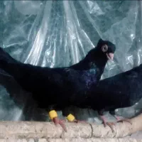 زاغ آبادانی اصیل یاصرب .