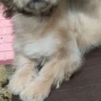 ترکیب اشپیدز و پامر|سگ|اندیمشک, |دیوار