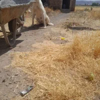 واگذاری ماده دو رگه سرابی با دوبر