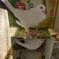 کبوتر دم سیاه