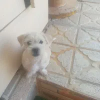 سگ سه ماهه پاکوتا