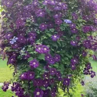 طراحی و اجرای فضای سبز|خدمات باغبانی و درختکاری|کرج, شهرک نهال و بذر|دیوار