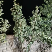 باغ-وشنوه-330m-دو-نبش