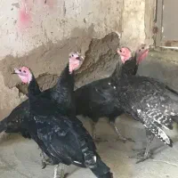 بوقلمون ماده