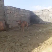 پیتبول ماده|سگ|خرم‌آباد, |دیوار