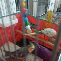 سه عدد عروس هلندی قیمت 2500دونی