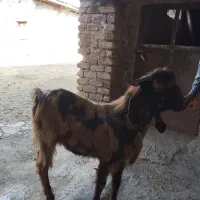 بزنر پاکستانی دوقلوزا پلنکی|حیوانات مزرعه|کرمانشاه, |دیوار