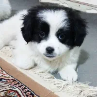 سگ پاکوتاه ناز و خوشگل خاص پسند