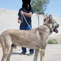 توله سرابی اصیل، افغان پژدر|سگ|کرمان, |دیوار