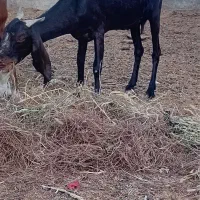 بز پاکستانی چند قلو زا|حیوانات مزرعه|سمنان, |دیوار