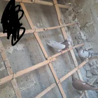 ستا کفتر زده خردی|پرنده|الوند, |دیوار