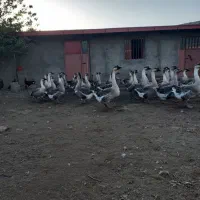 فروش گله قو غاز اکراینی|حیوانات مزرعه|بناب, |دیوار