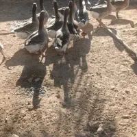 غاز|حیوانات مزرعه|شادگان, |دیوار