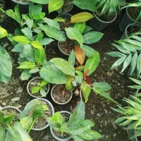 گل طبیعی|گل و گیاه طبیعی|آزادشهر, |دیوار