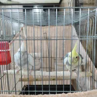 یک جفت عروس هلندی ویک مرغ مینا|پرنده|پاکدشت, شهرک امام رضا|دیوار