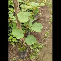 درخت کیوی هایوارد یک ساله دانه ای ۲۵۰تومن