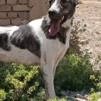 توله سگ عراقی 6 ماهه به فروش  میرسد