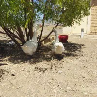 قوغاز|حیوانات مزرعه|سبزوار, توحیدشهر|دیوار