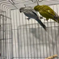 طوطی راهب سبز پسته ای و بلو اسکای|پرنده|آمل, |دیوار