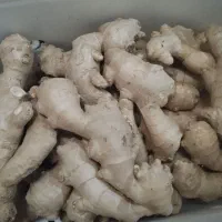 عصاره زنجبیل 60 میل|خوردنی و آشامیدنی|شیراز, دشت چنار|دیوار