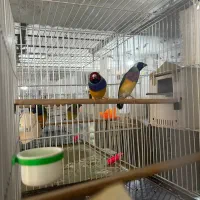 فنچ گلدین وکراواتی و جوجه گلدین و بنگالی