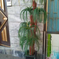 دوعدد درختچه|گل مصنوعی|بروجرد, |دیوار