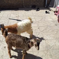 دوتا بزغاله نر جمعی باب نگهداشت