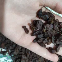 مویز تازه