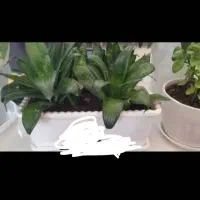 گل و گلدان طبیعی