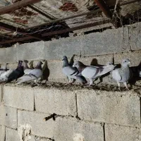 کبوتر پوسپیازی|پرنده|برازجان, |دیوار