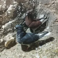 ضمانتی