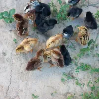 جوجه‌محلی‌‌