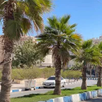 ویلا فلت بر بلوار اصلی شهرک سام و زال|فروش خانه و ویلا|قشم, |دیوار