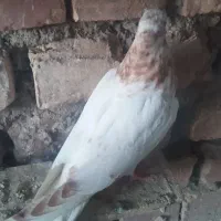 جوجه کبوتر فروشی|پرنده|کاشان, فاز ۲ ناجی آباد|دیوار